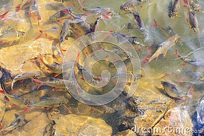 Tinfoil Barb Red â€“ tailed. Stock Photo